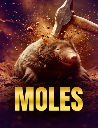 treasure-hunt-moles